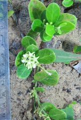 Cynanchum natalitium