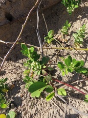 Cynanchum natalitium