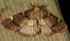 Hypsopygia intermedialis