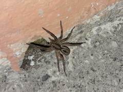 Lycosa erythrognatha