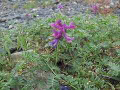 Vicia alpestris