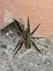 Lycosa erythrognatha