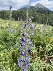 Delphinium × occidentale