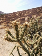 Cylindropuntia