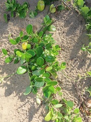 Cynanchum natalitium