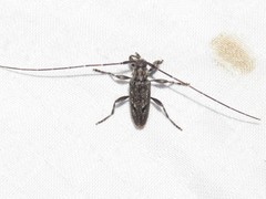 Eutrichillus biguttatus