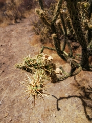 Cylindropuntia