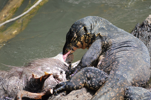 Common Water Monitor, 114/1 หมู่ที่ 17 Tambon Mu Si, Amphoe Pak Chong, Chang Wat Nakhon Ratchasima 26000, Thailand, photo 7 of 10