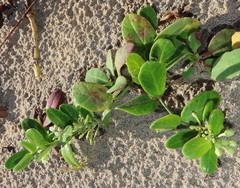 Cynanchum natalitium