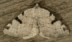 Macaria subcessaria