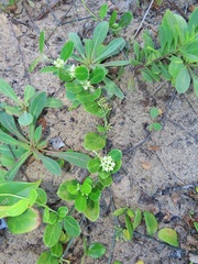 Cynanchum natalitium