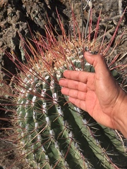 Ferocactus emoryi rectispinus
