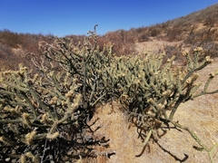Cylindropuntia