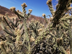 Cylindropuntia