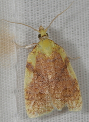 Cenopis niveana