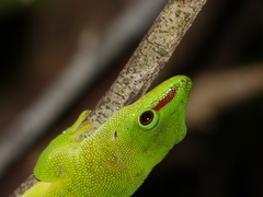 Phelsuma grandis