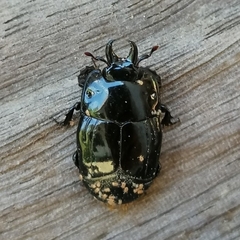 Hololepta