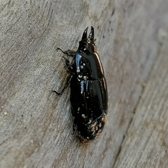 Hololepta
