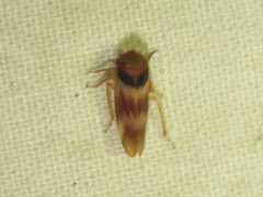 Macropsis basalis