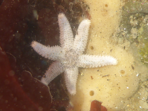 Six-rayed Star, photo 3 of 7