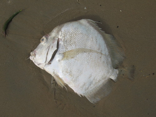 African sicklefish (Drepane africana) — Drepaneidae — 3