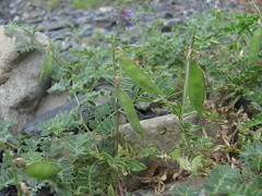 Vicia alpestris