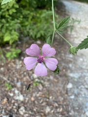 Althaea cannabina