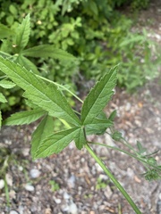 Althaea cannabina