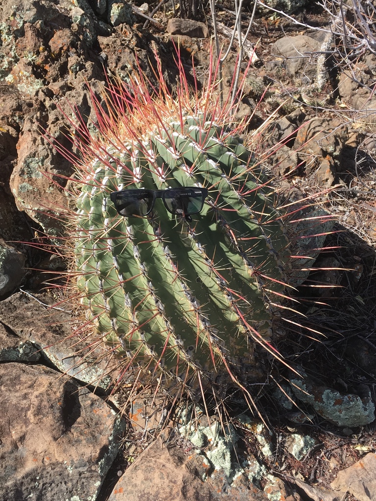 Emory's barrel cactus (Cactus of Metro Phoenix (April 2021