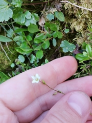 Minuartia setacea