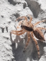 Menemerus bivittatus