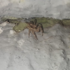 Menemerus bivittatus