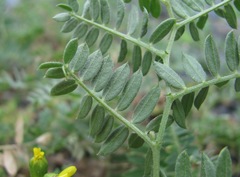 Vicia alpestris