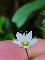 Minuartia setacea