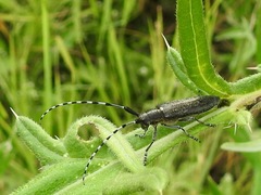 Agapanthia villosoviridescens