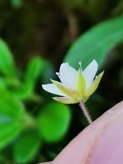 Minuartia setacea
