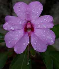 Impatiens platypetala