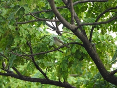 Nesotriccus incomtus