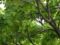 Nesotriccus incomtus