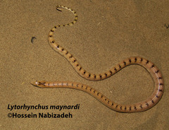 Lytorhynchus maynardi