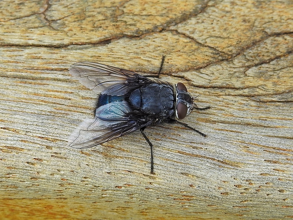 Calliphora nigribasis