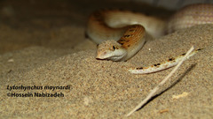 Lytorhynchus maynardi