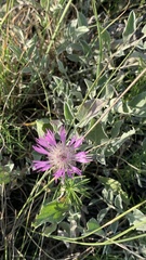 Psephellus marschallianus