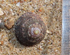 Trochus nigropunctatus