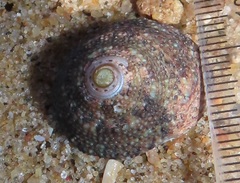 Trochus nigropunctatus
