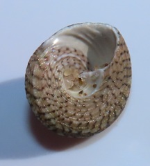 Trochus nigropunctatus