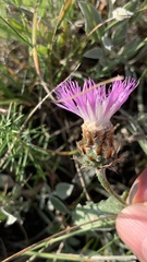 Psephellus marschallianus