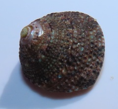 Trochus nigropunctatus