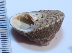 Trochus nigropunctatus