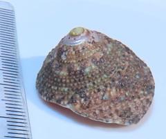 Trochus nigropunctatus